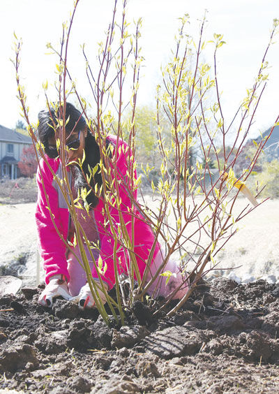 Nethanya Fonseka plants a tree on April 26. 
