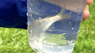  Students participate in salmon-raising project 