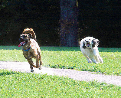  Gus, a 1-year-old mastiff and German shepherd, and Bela, a 4-year-old Shepadoodle, run around. 