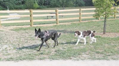  Jessie, a 2-year-old black German Shepherd, and Toby, a 10-month-old English springer spaniel, enjoy the dog area. 