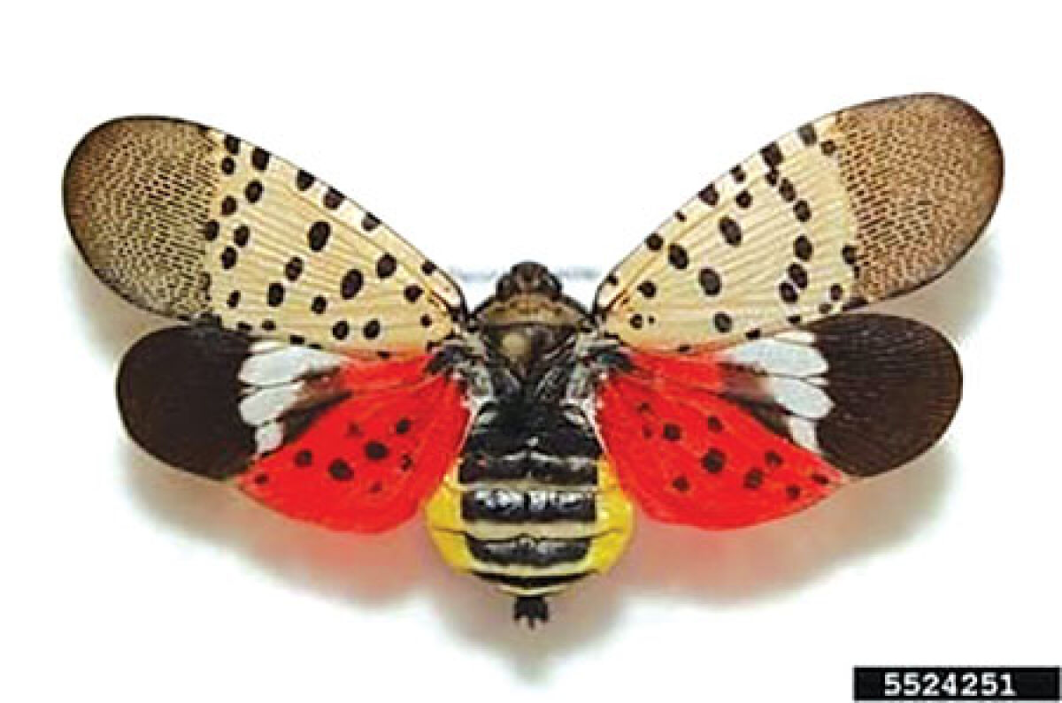  A spotted lanternfly in its adult stage with open wings, reveals a yellow and black abdomen and bright red hind wings with black spots transitioning to black and white bands at the edge. 