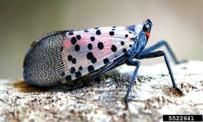  An adult spotted lanternfly with its wings folded. Folded wings are gray to brown with black spots. 