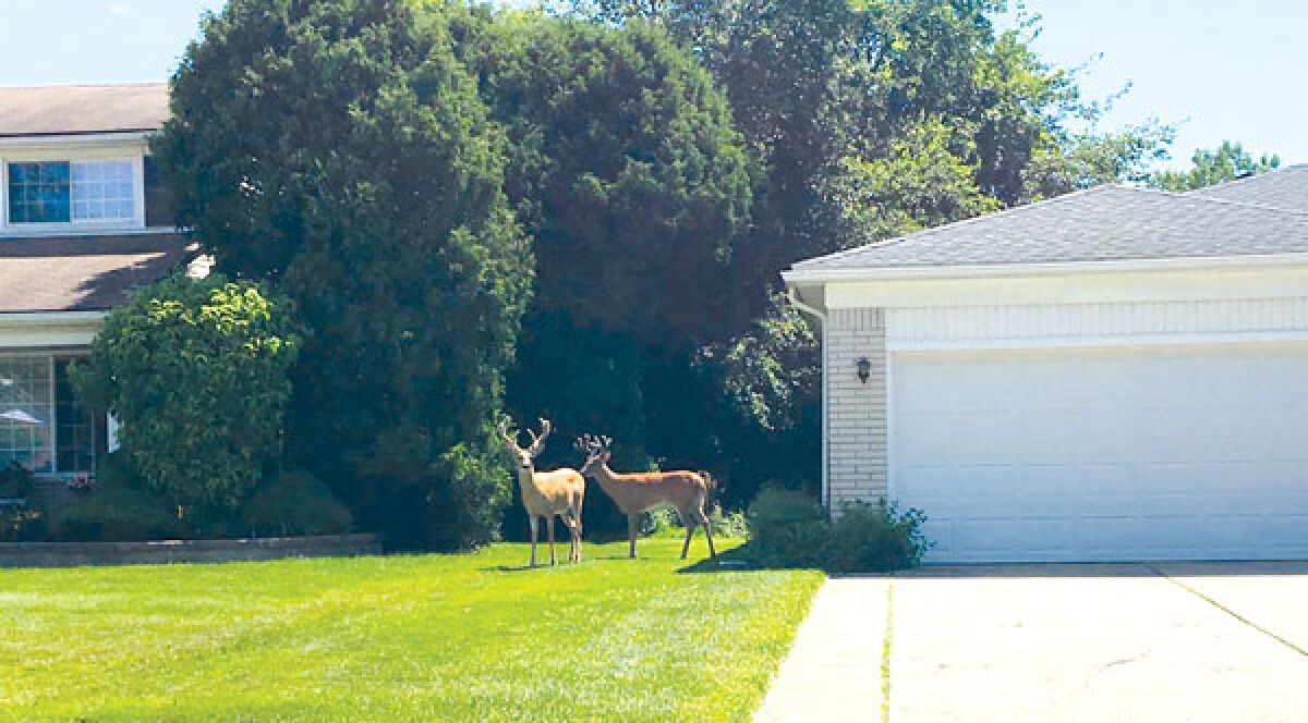  Southfield is hosting a town hall on a ballot question for the upcoming November election about deer herd reduction. 