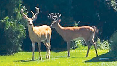  Southfield to hold town hall ballot question for reduction of deer population 