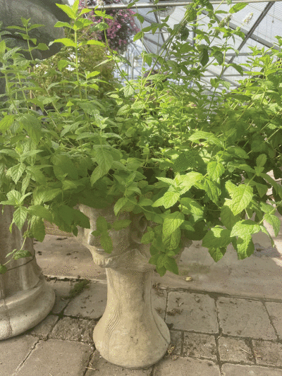  Planted peppermint at Piechnik’s Greenhouse and Garden Gate in Oakland Township. 