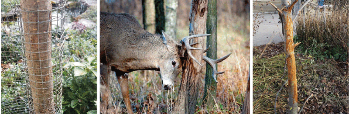  Those with trees in areas with high deer populations may want to protect younger trunks against deer during the fall and winter.  This is the time of year when bucks rub their antlers against the bark. 