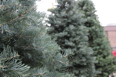  Products that can protect trees from drying out are common and recommended for some species of trees during the winter months. 