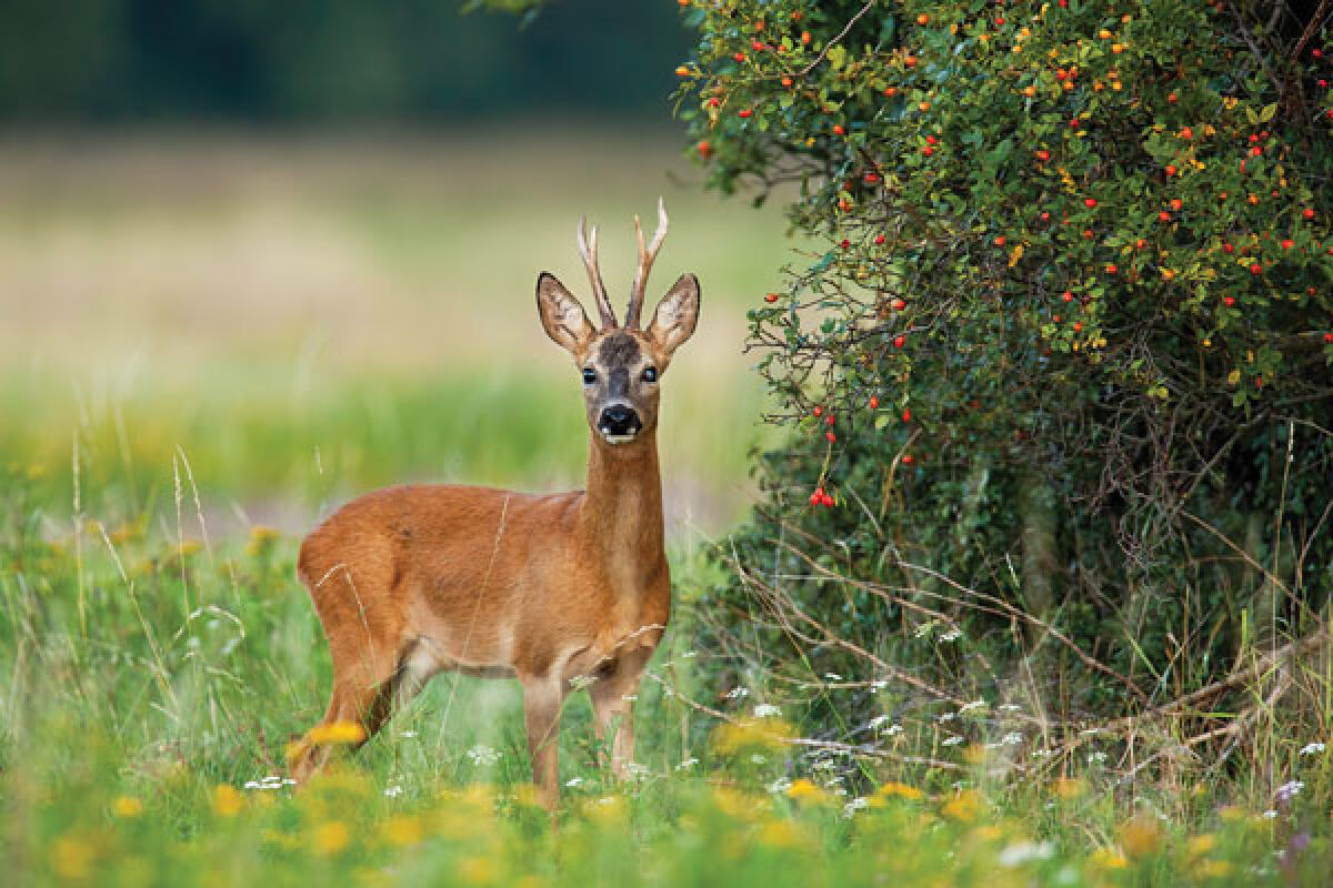  The Oakland County Community Deer Coalition is conducting a survey to gather data from residents about the deer population, which has “grown steadily” in some Oakland County communities. 