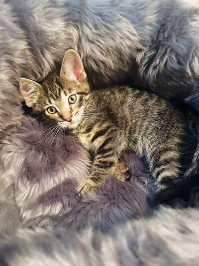  This 7-week-old kitten — who was thrown in the garbage by an unknown person at The Village Kroger store May 11 — was rescued by one shopper and given a loving home by another. 