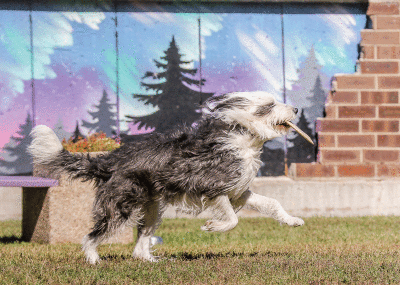  A dog plays with a Frisbee at the Pleasant Ridge dog park Oct. 2. According to Pleasant Ridge Mayor Bret Scott, the city is mulling different options on how to light the dog park. Those options will be presented to the City Commission at a future meeting. 