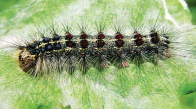  The spongy moth caterpillar can be identified by its blue and red spots. 
