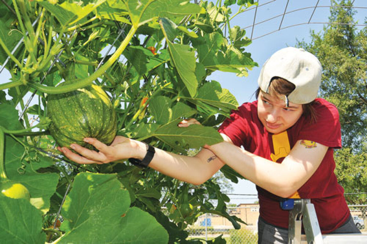  Dani Prokopenko inspects some pumpkins growing along a trellis at the community garden on Merrill Avenue Aug. 10. The Hazel Park Garden Club helps maintain the space.  