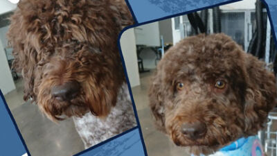  Every dog deserves to have its day at Wag n Tails Studio 