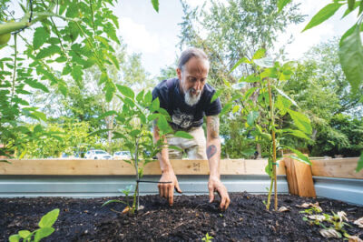 Bill Randazzo, garden manager at the Eastpointe Community Garden, tends to a bed of vegetable plants at the new community garden in south Warren Aug. 27. 