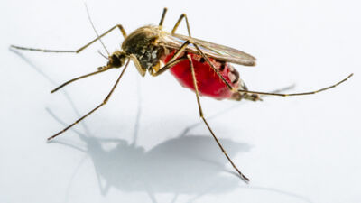  West Nile virus found in a Royal Oak mosquito pool 