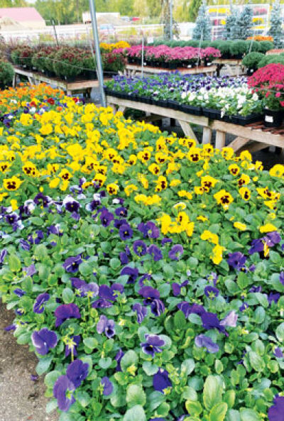  Pansies are a popular flower that can be planted in the fall. 