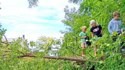  Fallen tree brings neighborhood together 