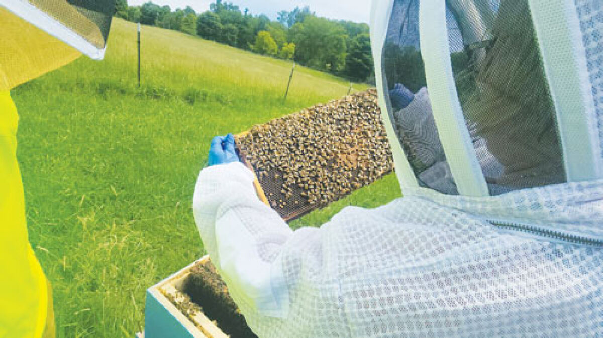  Beekeepers examine a frame from a box beehive. Students in the Southeastern Michigan Beekeepers Association basic beekeeping class will compare hives with each other to see how their bees are doing in relation to the rest of the class.  