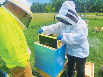  A beekeeper removes a frame from a box beehive at the Michigan State University Tollgate Farm and Education Center.  