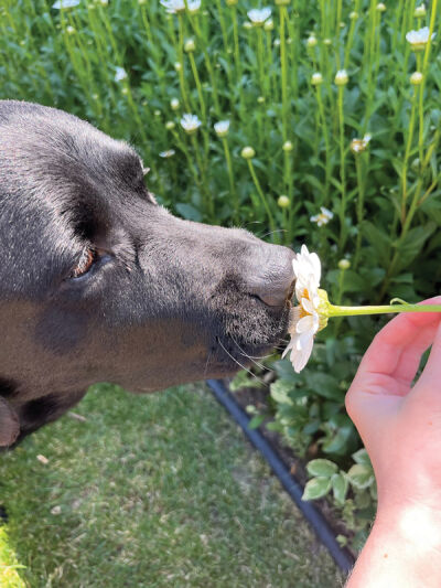  Carol Muklewicz’s winning photo for the Macomb Township 2025 Summer Photo Contest features Ranger the dog sniffing a daisy in Muklewicz’s yard. 