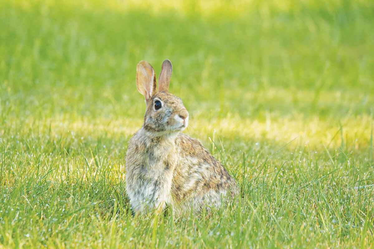  An eastern cottontail rabbit looks off into the distance while on a lawn. Eastern cottontail rabbits are a species of wild rabbit native to Michigan. 