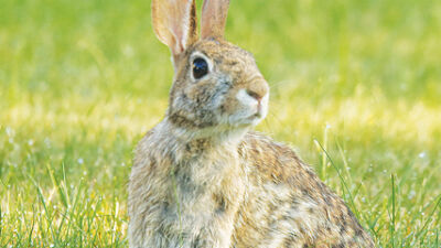  The hidden resilience of the wild rabbit 