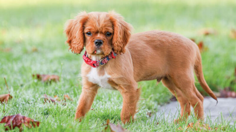 New comfort dog joins Rochester Police