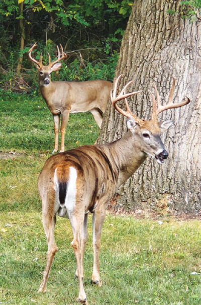  Many residents of the Parker/Lundy neighborhood in Farmington Hills don’t use pesticides on their lawns because they enjoy the visits of whitetail deer, great grey owls and other wildlife that they fear will be impacted by a planned development.   