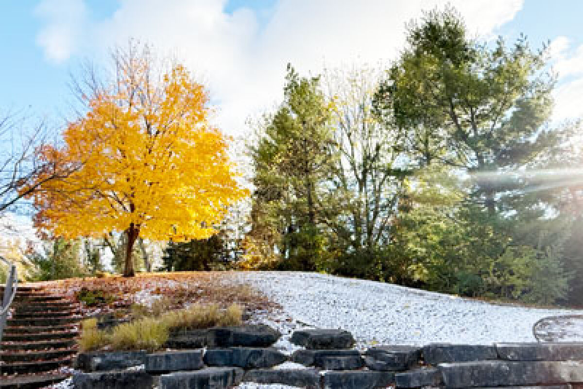  The city of Birmingham will be planting 342 trees as a part of the 2025 Fall Tree Purchase and Plant. 