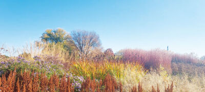  Ornamental grasses can serve as cover crops adding nutrients to the soil. Young trees and shrubs need to be watered regularly until the ground freezes.  