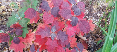  Oakleaf hydrangea thrive and exude their brilliant colors well into November.  