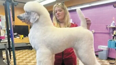  10 Years   of Trusted Care at HollyWoof Pet Salon 