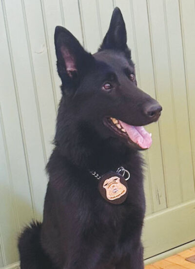  Arcos, a German shepherd, was born in the Czech Republic and celebrated his second birthday earlier this month. 