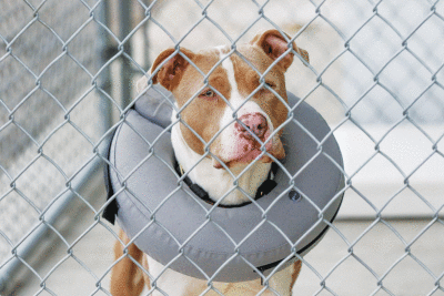   A dog awaits adoption at the Madison Heights Animal Shelter Oct. 19, located in the yard of the Department of Public Services, 801 Ajax Drive. A new arrangement between Madison Heights and Oakland County will save the city money on animal control services, with the county providing an officer to assist the city’s in-house officers.  