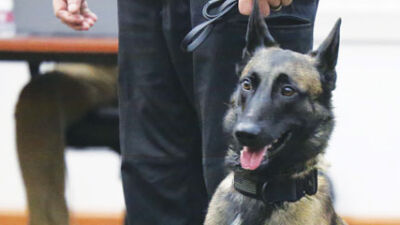  Deputy Koda reports for duty 