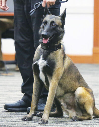  Macomb County Sheriff’s Office K-9 deputy Koda, a 19-month-old Belgian Malinois, stands with excitement at the Nov. 25 Macomb Township Board of Trustees meeting. 