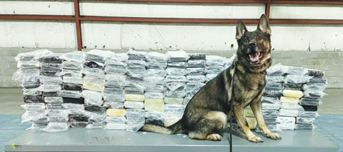  Warren Police K-9 officer Argo sits near a pile of drugs seized at the Blue Water Bridge as the result of a multijurisdictional investigation on Nov. 25.  