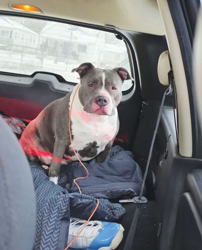  Eastpointe police found Bella hiding in the backseat of a Jeep that an alleged drunken driver crashed into a utility pole. With the help of Eastpointe Animal Control, the dog was safely reunited with its family. 