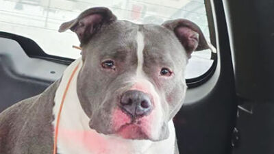  Eastpointe officers rescue dog from car crash 