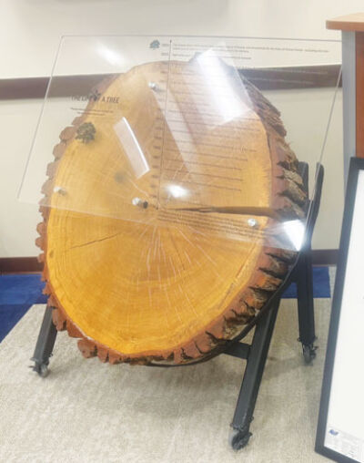  Grosse Pointe City forester Brian Colter sliced and preserved this section of the trunk of a deceased white oak that was more than 250 years old. The section — called a “cookie” — now marks milestones in the city’s history over the last 250 years. 